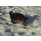 SUCHE NETTE FAMILIE!!!, Yorkshire Terrier - Rüde