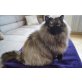 SUCHE Perser DECKKATER in silver Shaded!!, Perser mit Nase - Kater