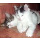 SUCHT DRINGENT LIEBEVOLLES ZUHAUSE!!!, BKH_MIX - Katze