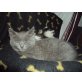 SUCHT LIEBEVOLLES ZUHAUSE!!!, BKH_MIX - Katze