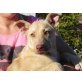 SUE, Pflegestelle Wien, Labradormix - Hündin