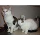 SUE und LEA, Tierschutz - Katze