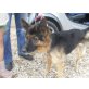 SUFFIE - freundlich und klug, MINI Schäferhund Mix - Hündin