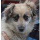 SUGAR 4, Pflegestelle Niederösterreich, Spitz-Shelti-Mix - Hündin
