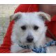 SUKA , Dackel - Schnauzer Mix - Hündin