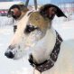 SUKA, Galga - Hündin