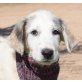 SULIVAN - Ubeda, Herdenschutzhund-Mix - unkastriert Welpen - Rüde