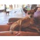 SULTAN, Chihuahua-Pinscher-Mix - Rüde