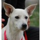 SUMATRA, Pflegestelle Oberösterreich, anhängliche Zuckermaus - PINSCHER-Mix - Hündin