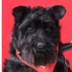 SUMMER - Linares, Zwergschnauzer Mix, kastriert - Hündin