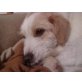SUNNY 14, Pflegestelle Wien, AUS DER TÖTUNG GERETTET - Terriermix - Hündin