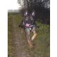 SUNNY 9 - Pflegestelle Bayern, kräftiger, schöner Berner Sennen-Schäfer-Mix - Rüde