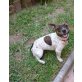 SUNNY, Franz. Bulldoggen Mix - Hündin