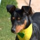 SUNNY - Linares, Pinscher-Mischling - unkastriert Welpen - Hündin