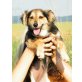 SUNNY, Mix - Hündin