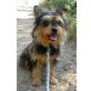 SUNNY, Yorkshire Terrier - Rüde