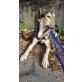 SUNSHINE, Schäferhund Mix - Rüde
