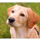 SUNSHINE 'Sunny', Oberösterreich, Labradormixmäderl sucht aktive Familie - Hündin