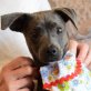 SUNY - Ubeda, Zwergpinscher-Mischling - kastriert Welpen - Hündin