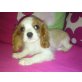 SUPER BRAVER CADIVALIER MÄ, Cavalier King Charles Spaniel Welpen - Hündin