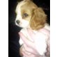 SUPER SÜSS, Cavalier King Charles Spaniel Welpen - Hündin