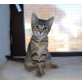 SURI, Katzenbaby - Katze
