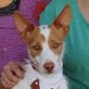 SURI, Podenco Andaluz - kastriert - Rüde