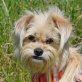 SUSA, Terrier Mischling - kastriert - Hündin
