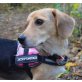 SUSANNA 2, Pflegestelle Wien, süßes kleines Einäuglein - BEAGLE-Mix - Hündin