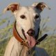 SUSANNA, Galga mit Behinderung - Hündin