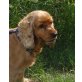 SUSE, Pflegestelle Wien, brave, hübsche Spaniel - Hündin