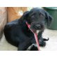 SUSI 6 - Pflegestelle Österreich, Schnauzer-Mix - Hündin