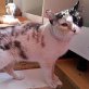 SUSI, Europäische Kurzhaarkatze - Katze
