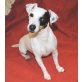 SUSI 'Everyone´s Darling' - Pflegestelle OÖ, Jack-Russell-Terrier - Hündin