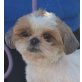 SUSI - Linares, Shih Tzu - kastriert - Hündin