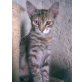 SUSIE, Norw. Waldkatzen Mix - Katze