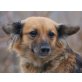 SUSY 2, Pflegestelle Tirol, ZEIG MIR DIE WELT - Chihuahuamix - Hündin