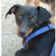 SUSY, Pflegestelle Oberösterreich, sanfte, sensible, süße DACKEL-PINSCHER-Mix - Hündin