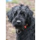 SVART Highlander, Pflegestelle Parndorf/Bgl, Riesenschnauzer Mix? - Rüde