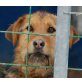 SVENA, Pflegestelle Niederösterreich, Schäfer-Airdaleterrier-Mix - Hündin