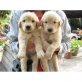 SWEET-Labrador-Welpen, Labrador Retriever - Hündin