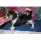 SWEET MANN UND FRAU SPÜRHUND WELPEN SORTIMENT, Beagle - Rüde