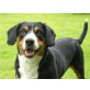 SWISSYDOG Welpen, Entlebucher Sennenhund - Hündin