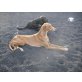 SYBELL, Podenco Canario - Hündin