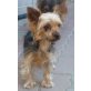 SYBIL - Pflegestelle Österreich, Yorkshire Terrier - Hündin