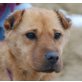 SYBILLA - Pflegestelle Tirol, anhängliche, schmusige SHAR PEI Mix - Hündin