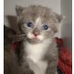 SYLVA, SCOTTISCH FOLD/NORWEGER - Katze