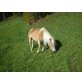 SYLVEA, Haflinger - Stute