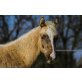 Sa Gold Boy, Quarter Horse - Hengst