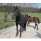 Sabina, Bayerisches Warmblut - Stute
